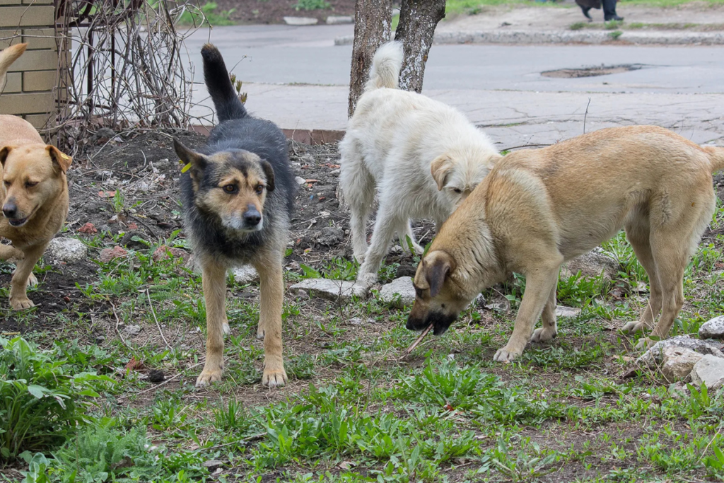 how to become an animal rescue volunteer