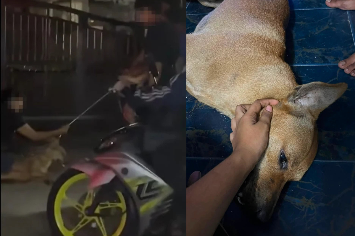 Klang Dog Strangled During Council Operation After Owner’s Pleas Ignored, Knife Threat Made